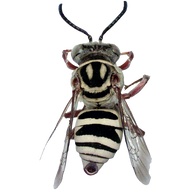 beesinyourbackyard logo